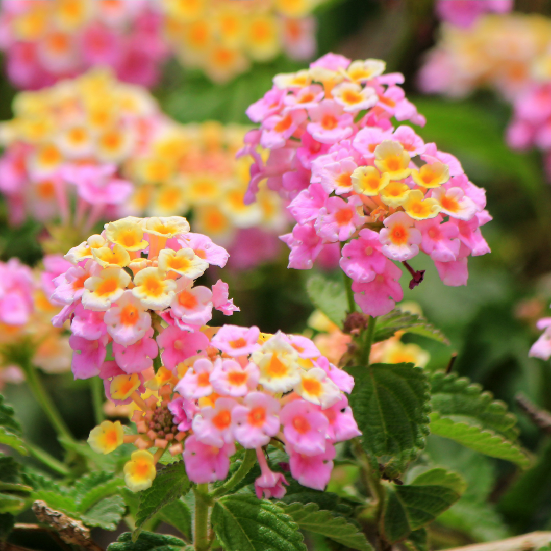 lantanas-squared-velazquez-landscape